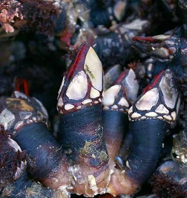 Πανσιόν Meson Leira Antiga Cedeira